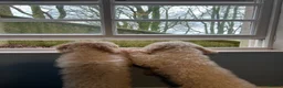 Cavapoo dogs for sale: Two sister cavapoos looking for forever home - Advert 2