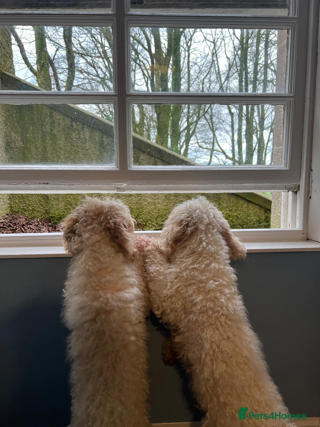 Cavapoo dogs for sale: Two sister cavapoos looking for forever home - Advert 2