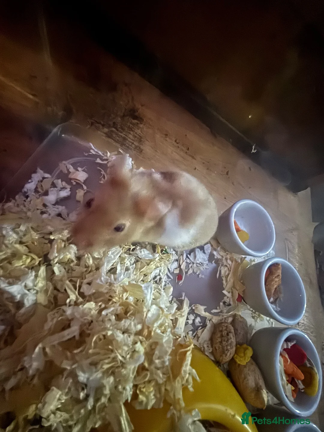 Hamster rodents for sale: hamster / hamster food and cage for sale  in Salford - Advert 1