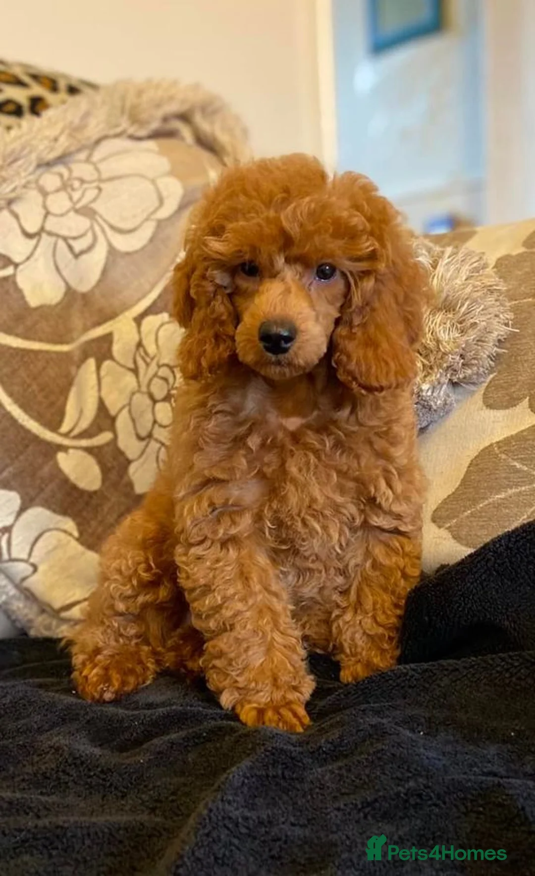Miniature Poodle dogs for sale: KC Reg Miniature Poodles - Advert 2