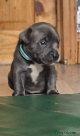 Staffordshire Bull Terrier dogs Beautiful kc reg blue Staffordshire bull terrier  - Advert 11