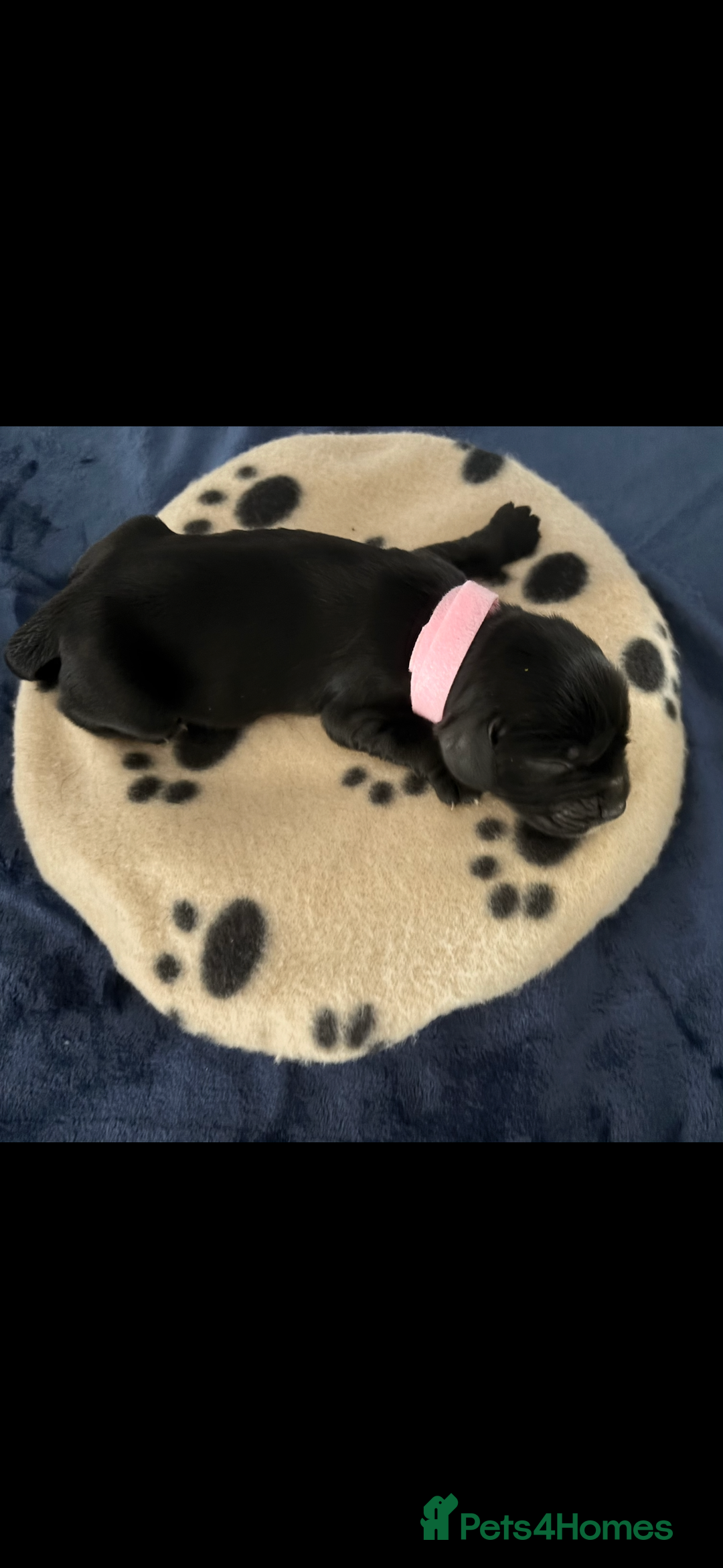 Cocker Spaniel dogs for sale: 🐶 COCKER SPANIEL PUPPIES 🐶  - Advert 14