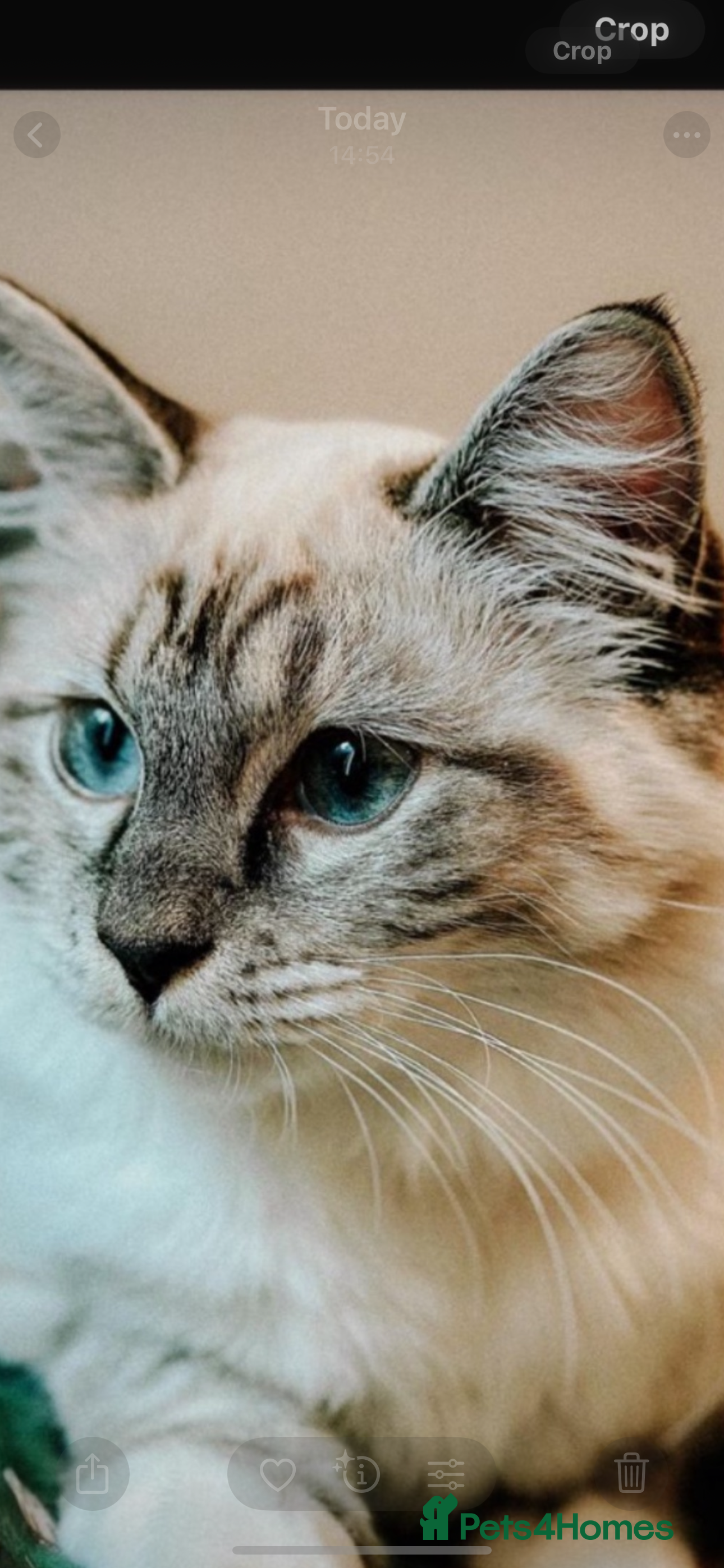 Ragdoll cats Blue Lynx Ragdoll kittens  - Advert 1