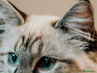 Ragdoll cats Blue Lynx Ragdoll kittens - Advert 1