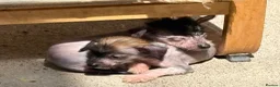 Chinese Crested dogs for sale: Hairless Chinese Cresteds  - Advert 10