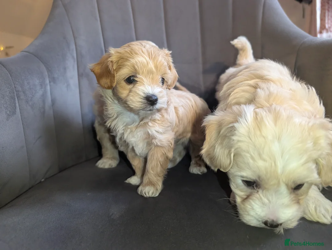 Maltipoo dogs for sale: Maltipoo puppies - Advert 17