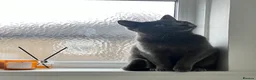 Russian Blue cats for sale: Russian Blue & British Short hair mixed cats in New Malden - Advert 3