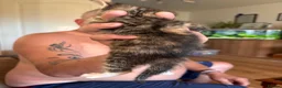 Mixed Breed cats for sale: Beautiful kittens with very unusual markings  - Advert 5