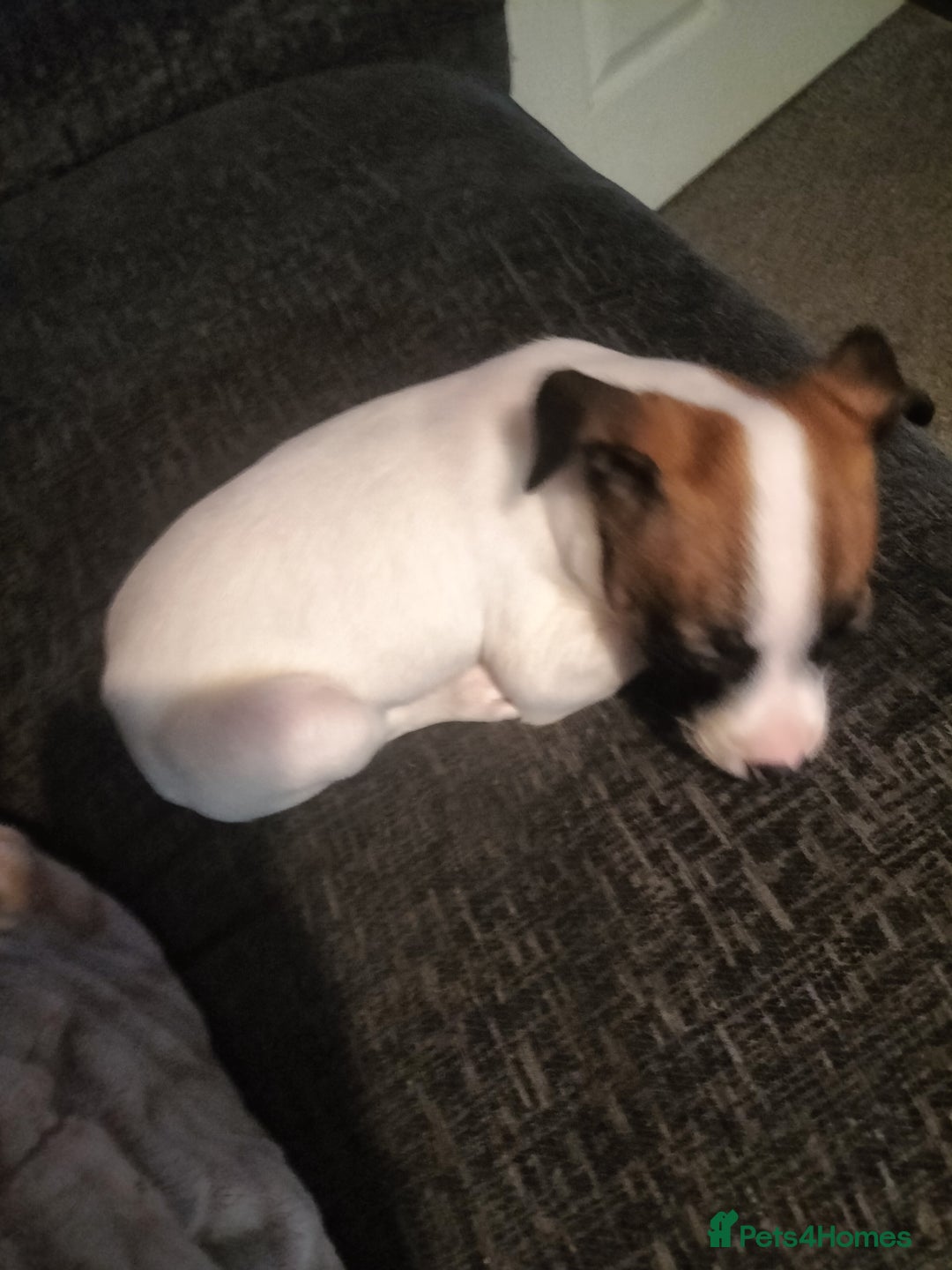 Mixed Breed dogs for sale: Cute litter of puppies  - Advert 14