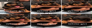 Rottweiler 7
