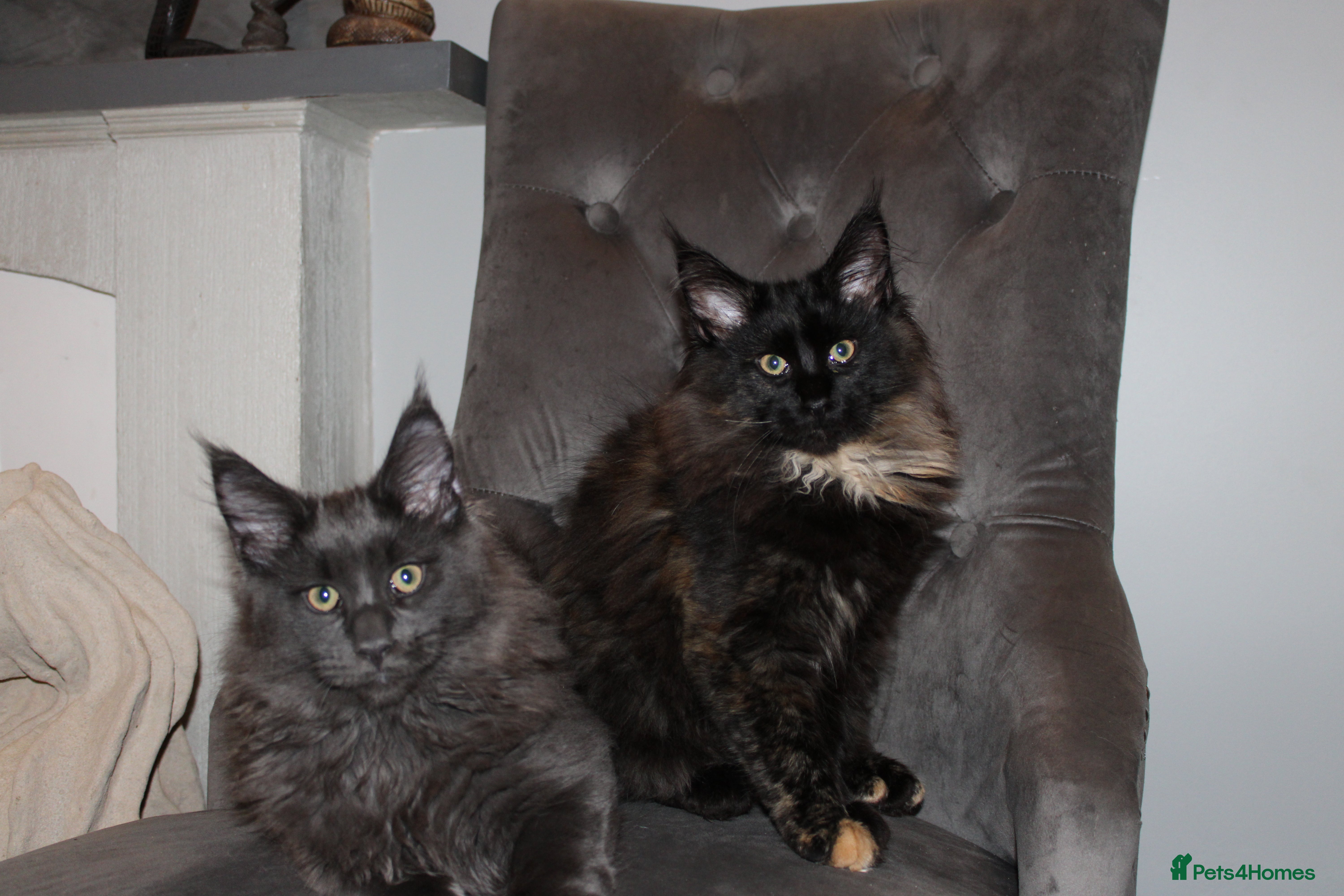 Maine Coon cats  Maine Coon Kittens Looking for Loving Homes 🐾 - Advert 2