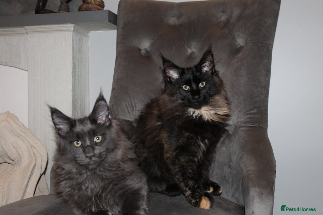 Maine Coon cats for sale:  Maine Coon Kittens Looking for Loving Homes 🐾 - Advert 1