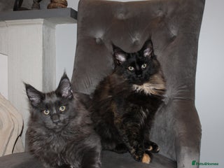 Maine Coon cats Maine Coon Kittens Looking for Loving Homes 🐾 - Advert 3