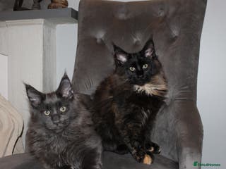 Maine Coon cats Maine Coon Kittens Looking for Loving Homes 🐾 - Advert 17