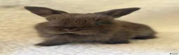 Mini Lop rabbits for sale: Outstanding litter of mini lop babies  - Advert 12