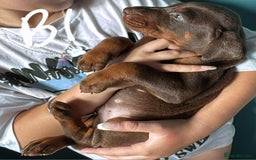 Dobermann dogs for sale: Absolutely geogeous KC registered doberman puppies - Image 3