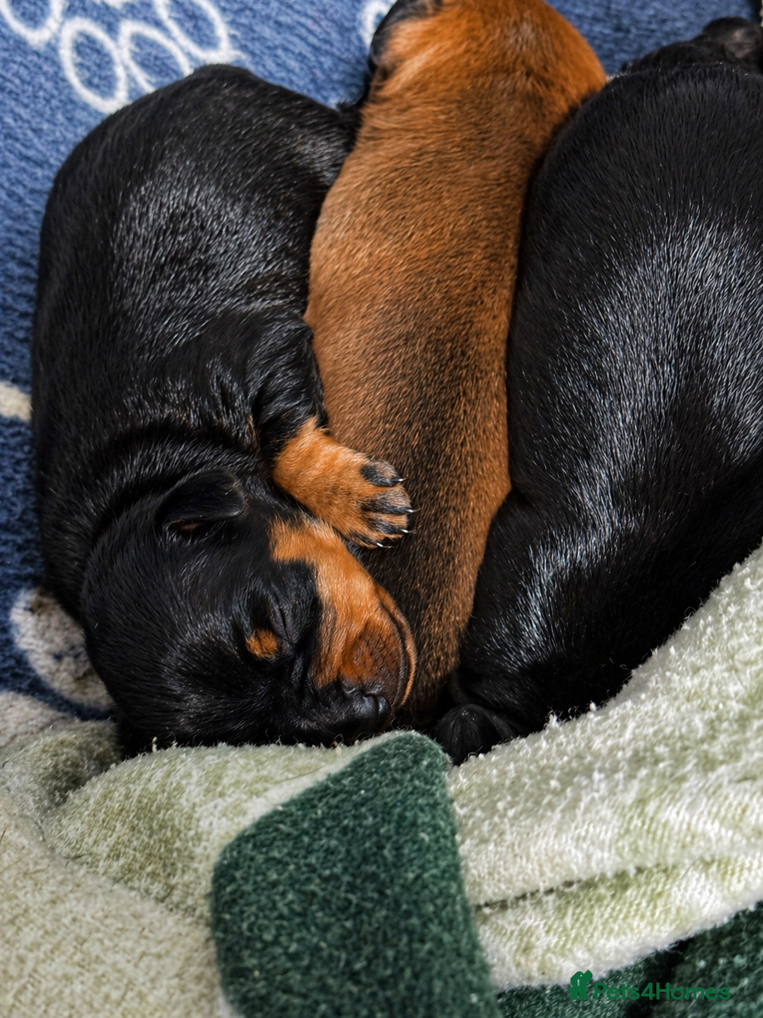 Miniature Pinscher dogs Beautiful Miniature Pinscher Puppies 2M 1F - Advert 2