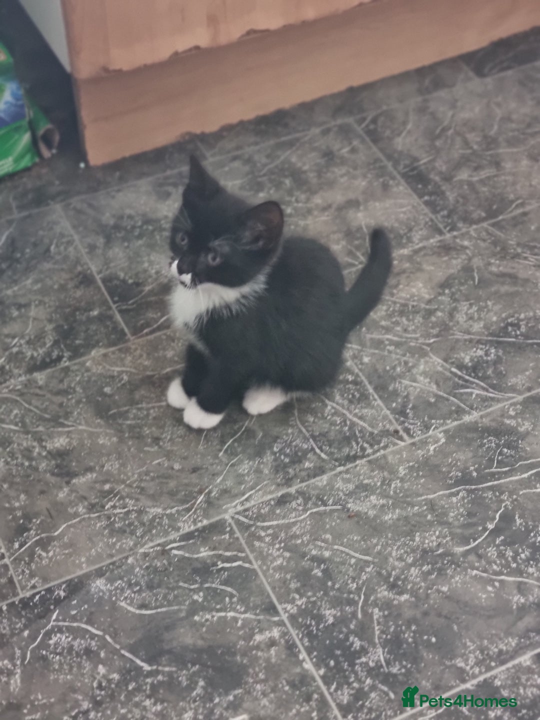 Mixed Breed cats for sale: Kittens  - Image 5