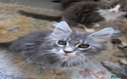 Maine Coon cats for sale: Maine Coon Kittens GCCF - Image 26