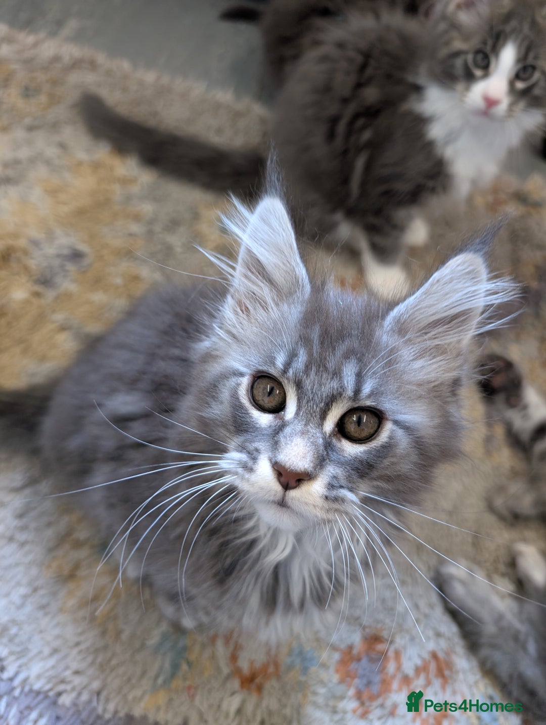 Maine Coon cats for sale: Maine Coon Kittens GCCF - Image 26