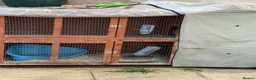 Mixed Breed rabbits for sale: male bunny  in Dewsbury - Advert 4