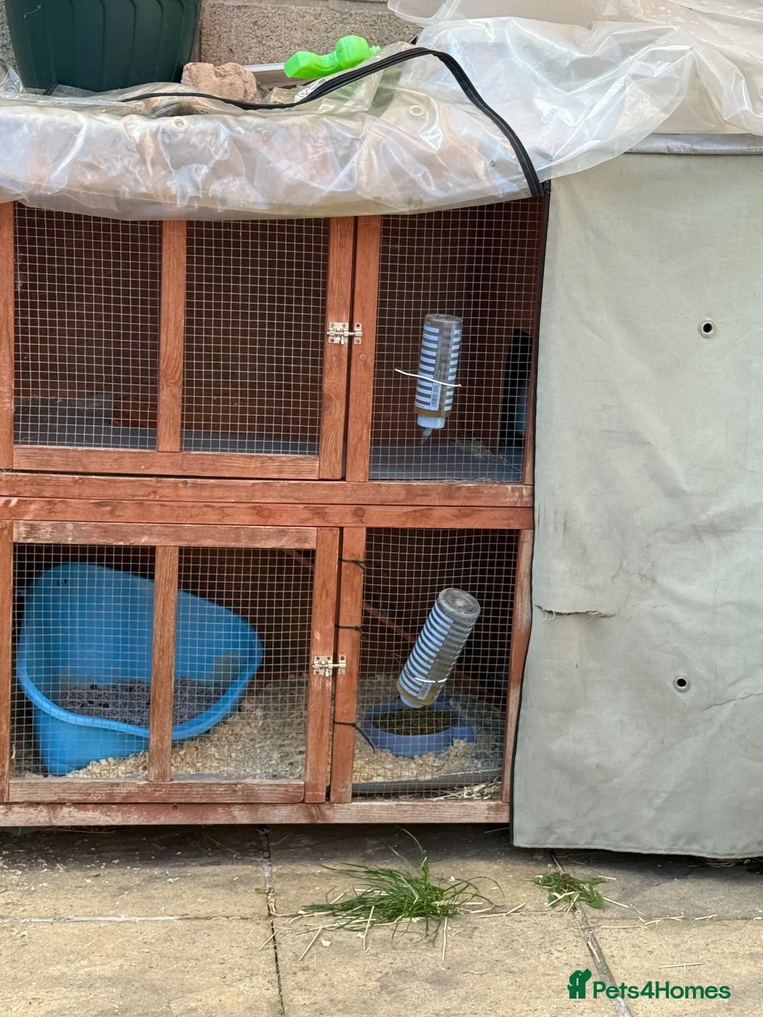 Mixed Breed rabbits for sale: male bunny  in Dewsbury - Advert 4