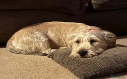 Glen of Imaal Terrier dogs for sale: Glen of Imaal terrier puppies - Image 4