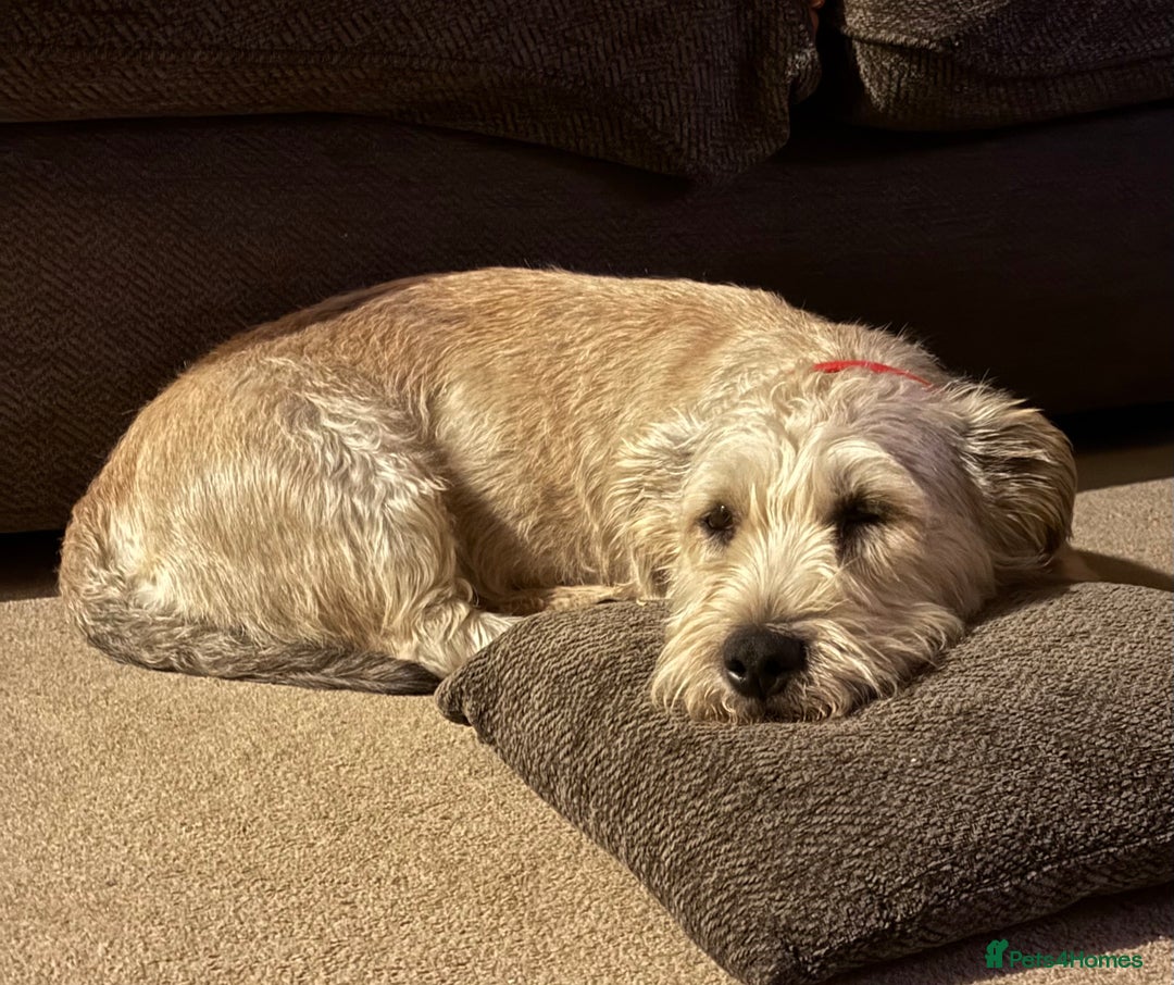 Glen of Imaal Terrier dogs for sale: Glen of Imaal terrier puppies - Image 4