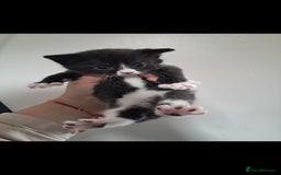 Mixed Breed cats for sale: Beautiful female kitten - Image 4