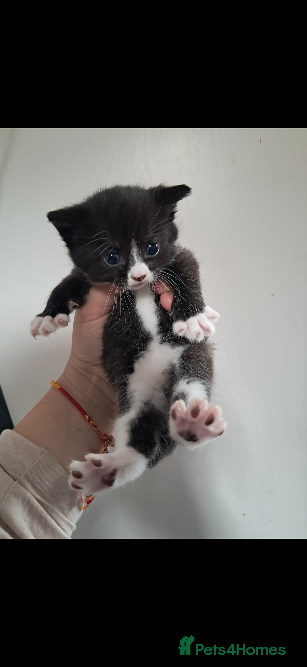 Mixed Breed cats for sale: Beautiful female kitten - Image 4