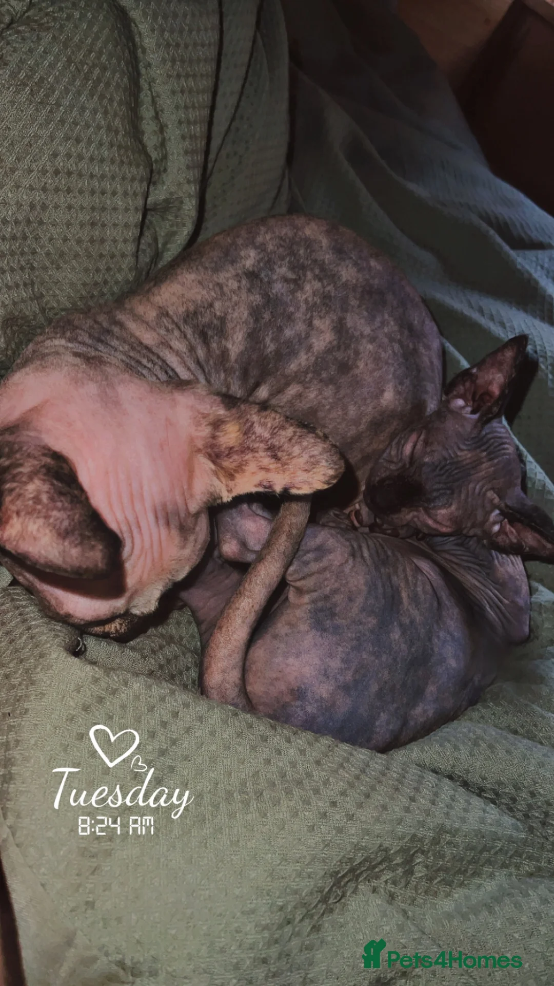 Sphynx cats for sale: Gorgeous Sphynx  - Advert 2