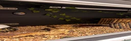 Tortoise reptiles for sale: Horsefield tortoise and full setup  - Advert 5
