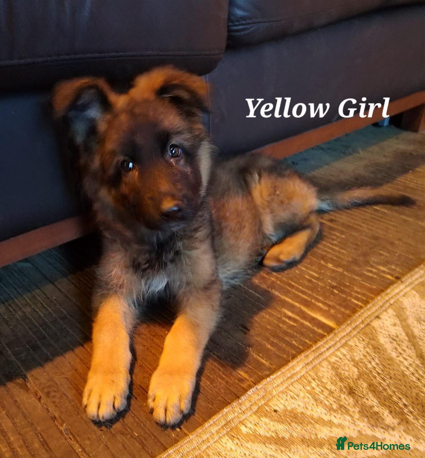 German Shepherd dogs  5th Generation German Shepherd puppies - Advert 16