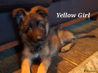 German Shepherd dogs 5th Generation German Shepherd puppies - Advert 1