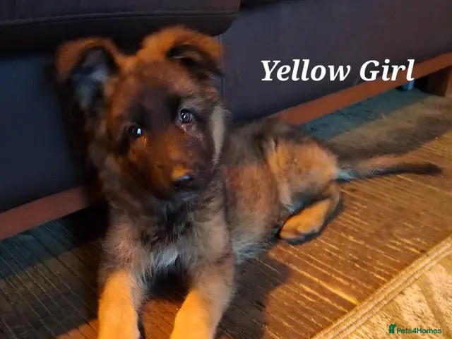 German Shepherd dogs 5th Generation German Shepherd puppies - Advert 4