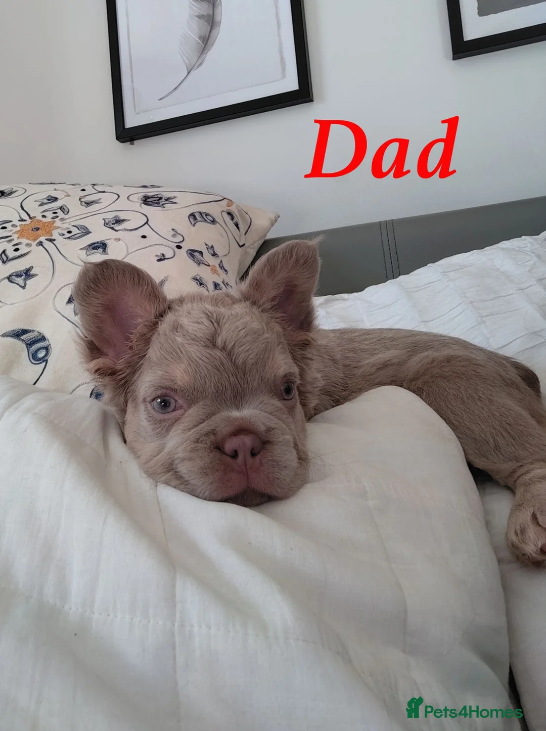 Mixed Breed dogs for sale: French Bulldog cross with my Affenpinscher cross in Dereham - Advert 12