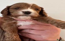 Cavapoo dogs for sale: CAVAPOO’s toy size (reds) - Image 11