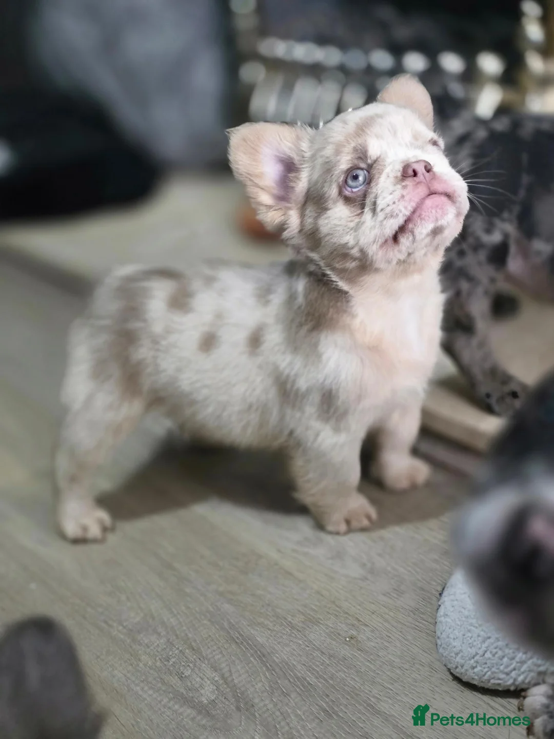 French Bulldog dogs for sale: 4 Stunning Full Fluffy French bulldog Pups - Advert 1
