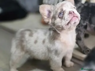 French Bulldog dogs 4 Stunning Full Fluffy French bulldog Pups - Advert 5