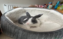Dutch rabbits for sale: Kevin - Advert 2