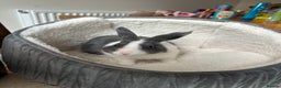 Dutch rabbits for sale: Kevin - Advert 2