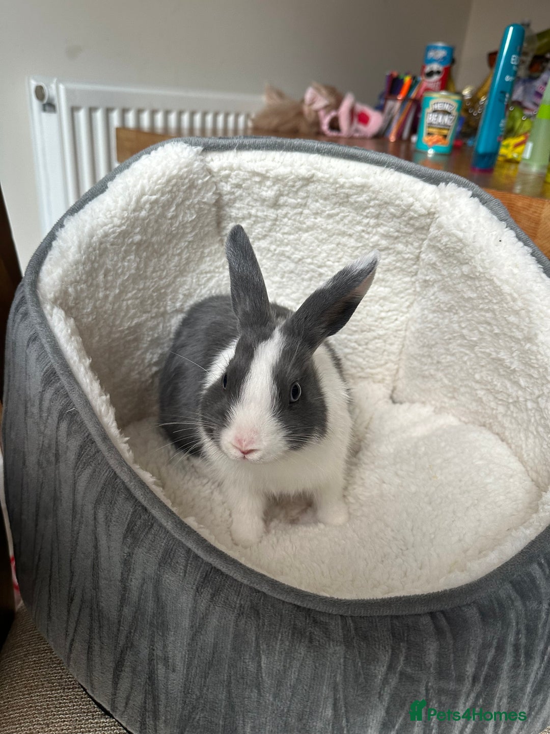 Dutch rabbits for sale: Kevin - Advert 2