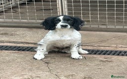 English Springer Spaniel dogs for sale: English springer bitch  - Image 4