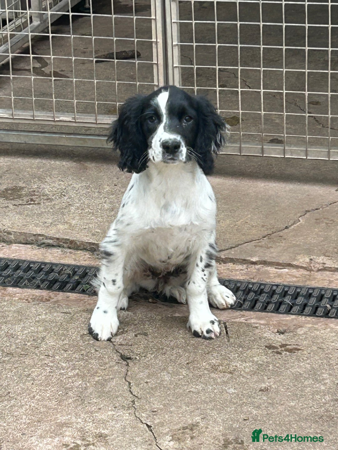 English Springer Spaniel dogs for sale: English springer bitch  - Image 4