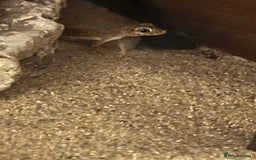 Gecko reptiles for sale: 2 x sand gecko and set up - Image 7