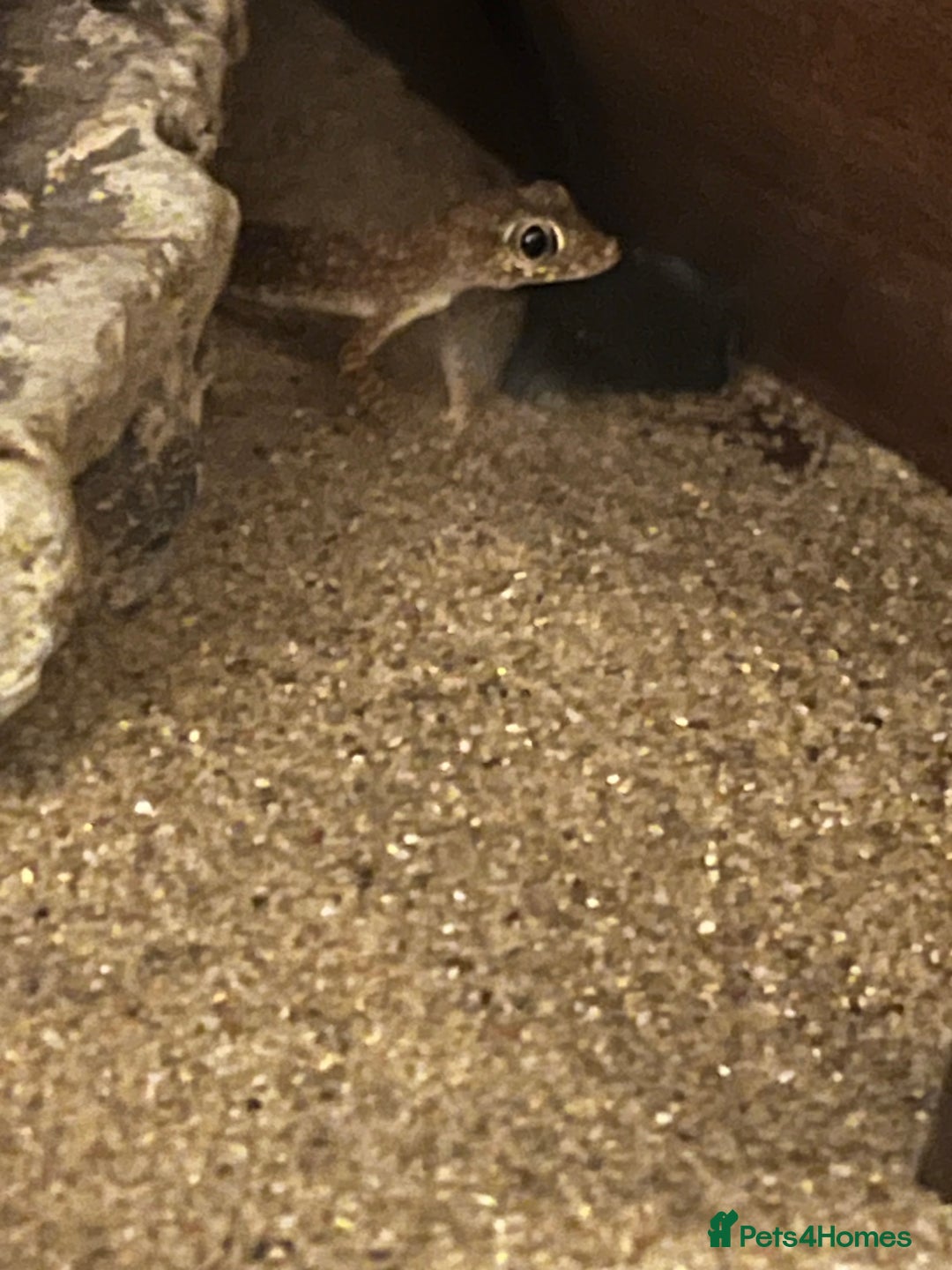 Gecko reptiles for sale: 2 x sand gecko and set up - Image 7