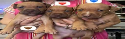 American Bull Staffy dogs for sale: Staff mixed beautiful dogs  - Advert 12