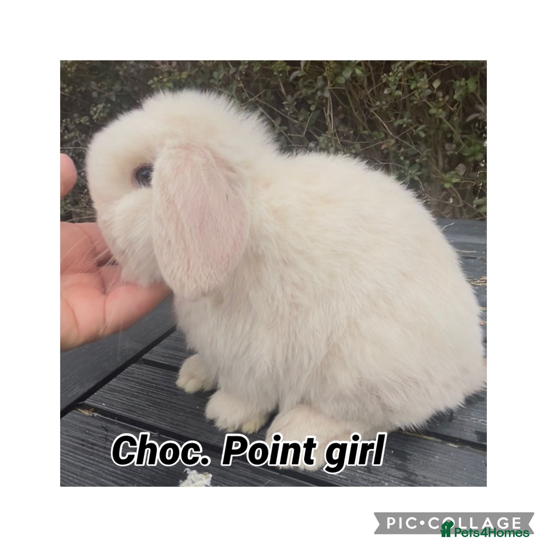 Mini Lop rabbits PEDIGREE MINI LOP BABIES READY NOW  - Advert 7