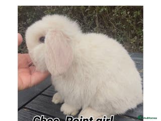 Mini Lop rabbits PEDIGREE MINI LOP BABIES READY NOW - Advert 7