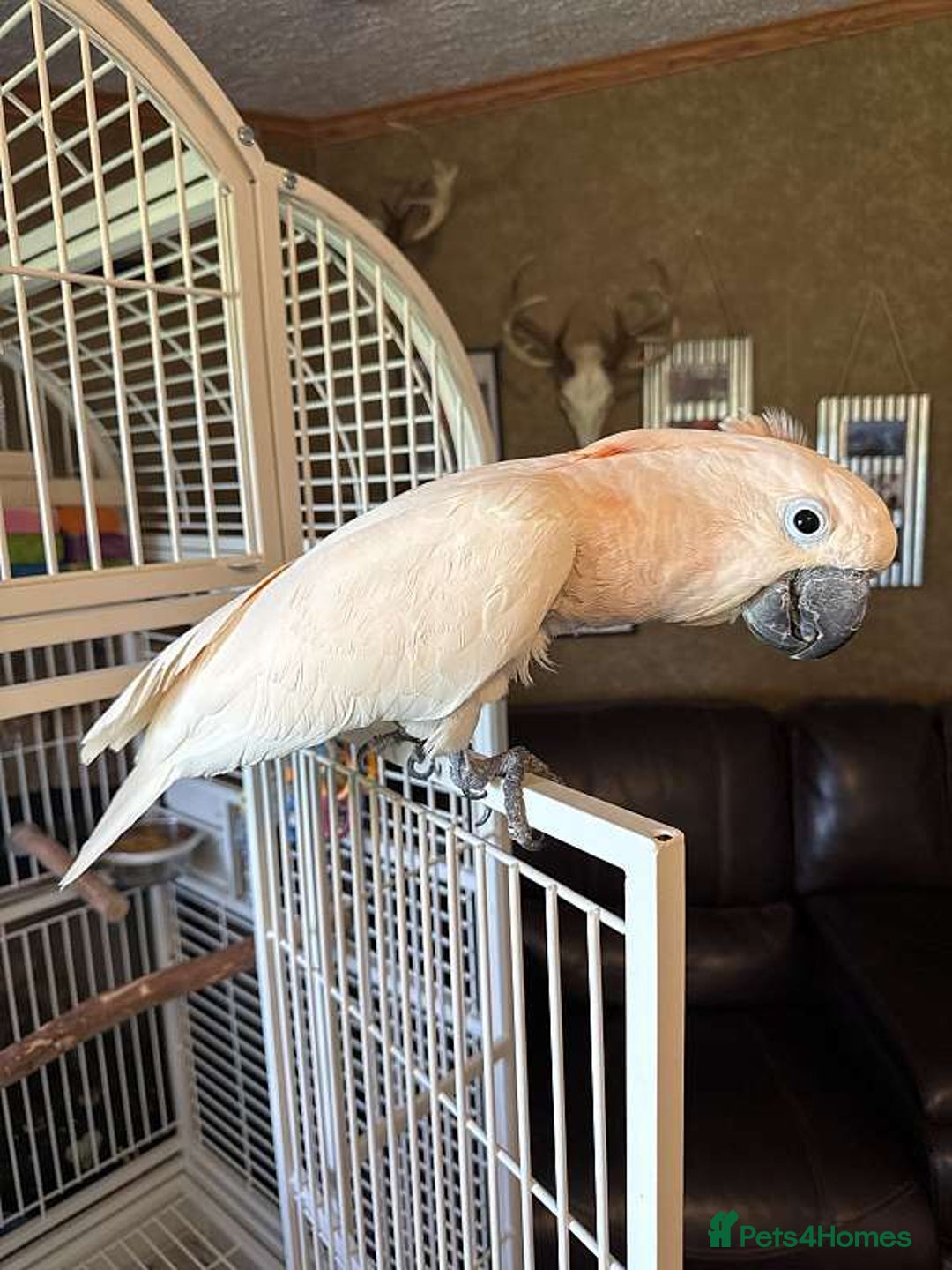 Cockatoo birds for sale: Moluccan Cockatoo - Image 4